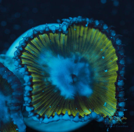 Palythoa grandis