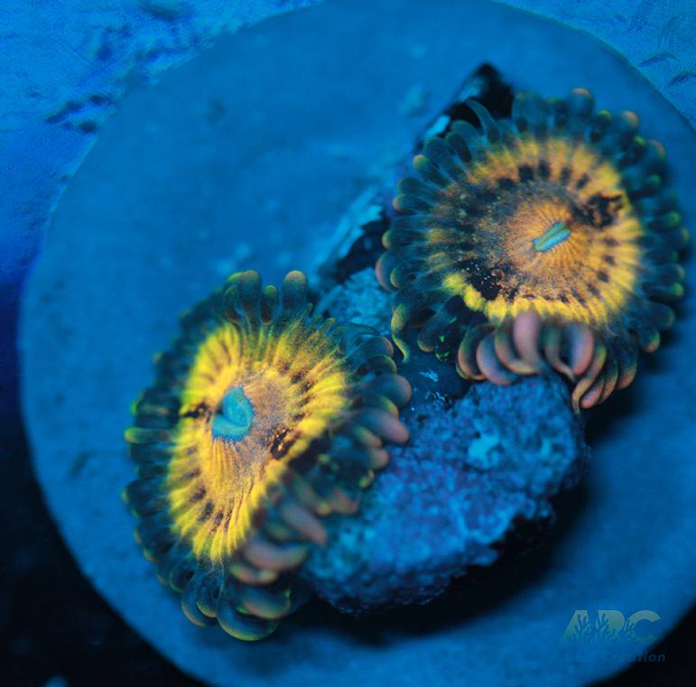 Butt Munchers