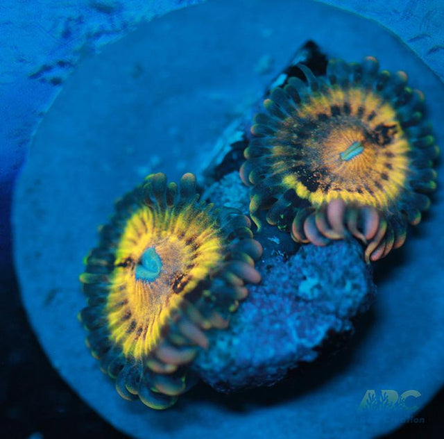 Butt Munchers