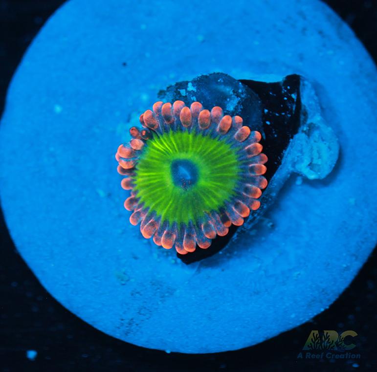 Electric Oompa Loompas