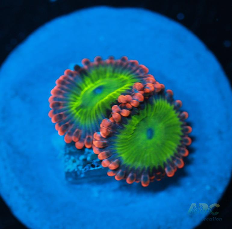 Electric Oompa Loompas