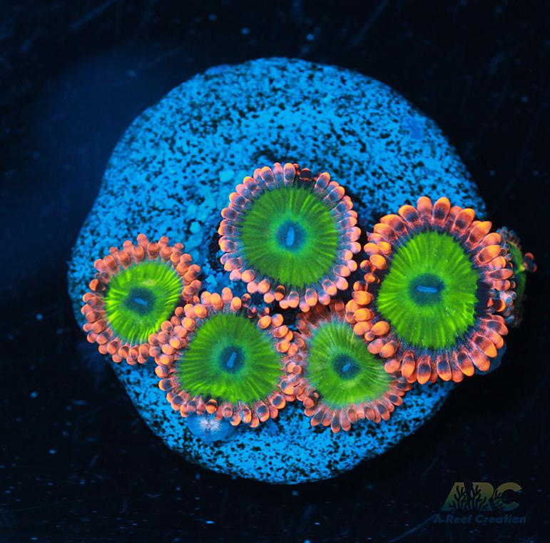 Electric Oompa Loompas