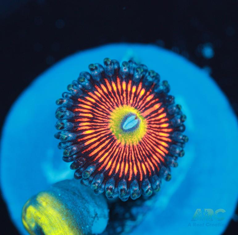 God of War Revotutions