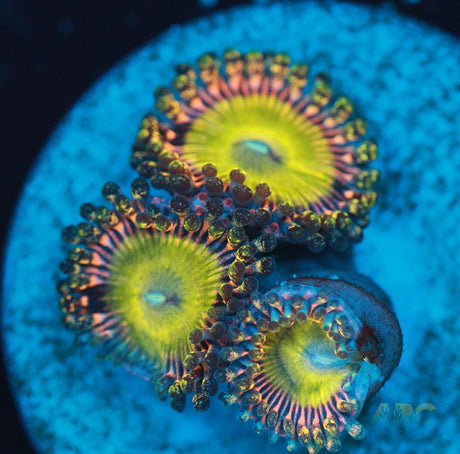 Latin Lovers Zoa
