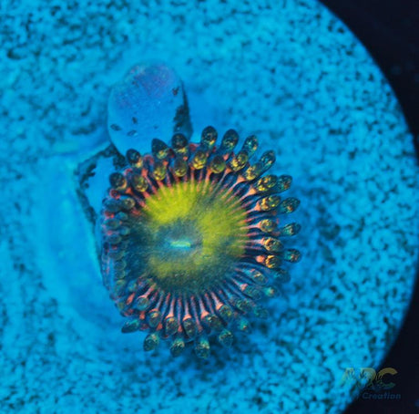 Latin Lovers Zoa