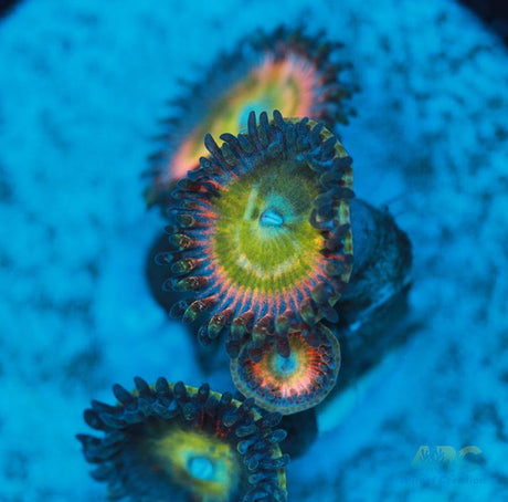 Latin Lovers Zoa