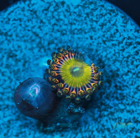 Latin Lovers Zoa