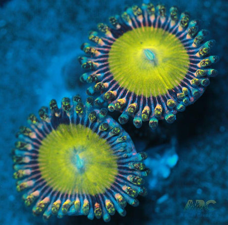 Latin Lovers Zoa