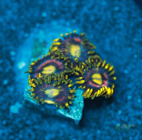 Laser Lemons