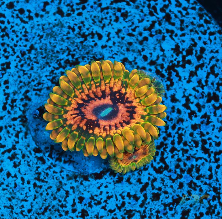 GB Grand Master Krak 3 Polyps Frag