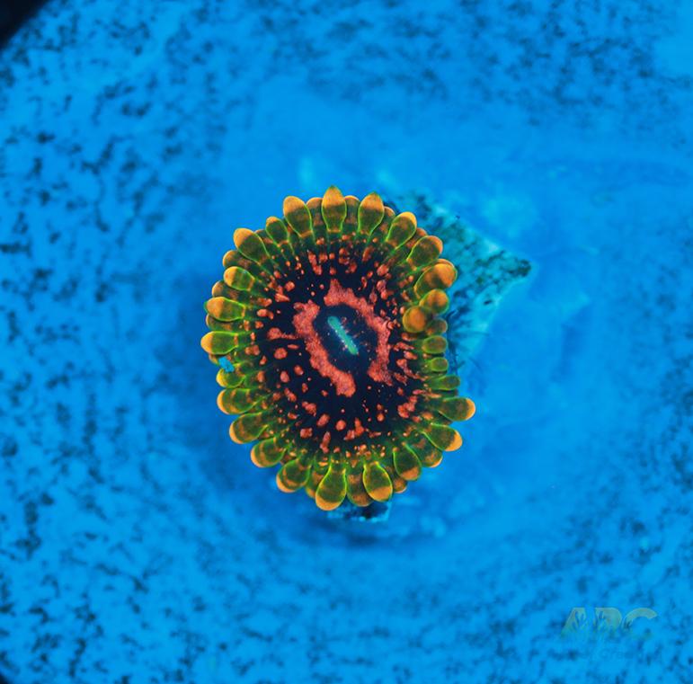 GB Grand Master Krak