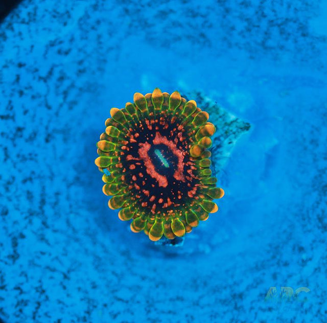 GB Grand Master Krak