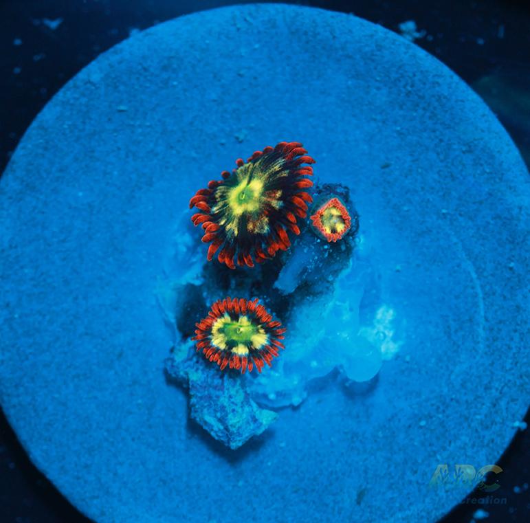 Ring of Fire