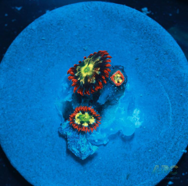 Ring of Fire