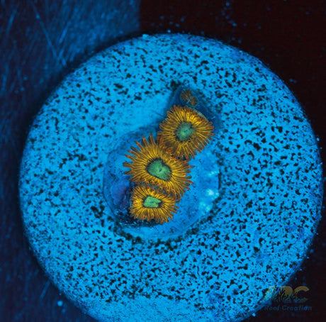 Pikachu Zoa