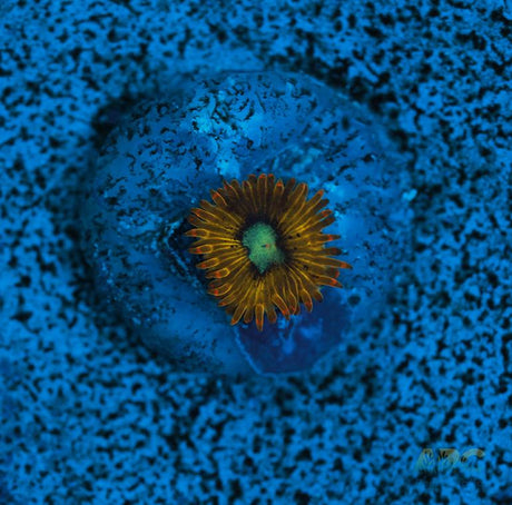 Pikachu Zoa