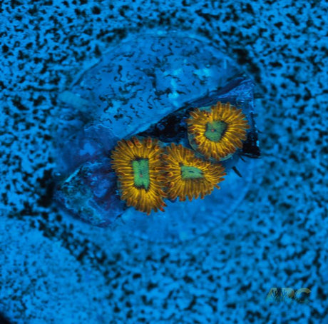 Pikachu Zoa