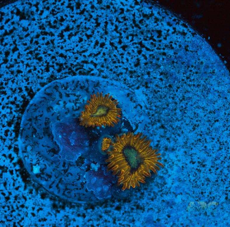 Pikachu Zoa