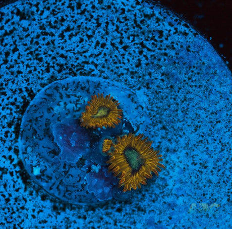 Pikachu Zoa