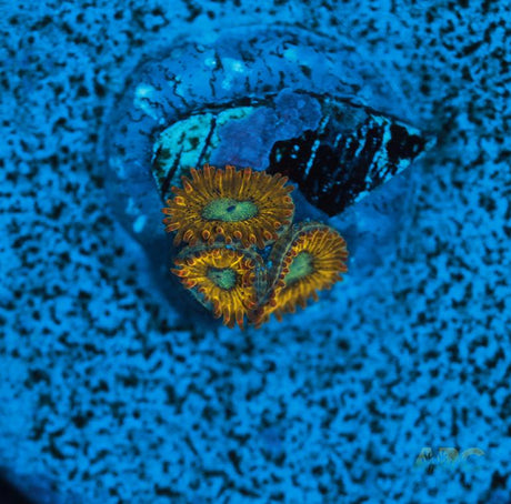 Pikachu Zoa