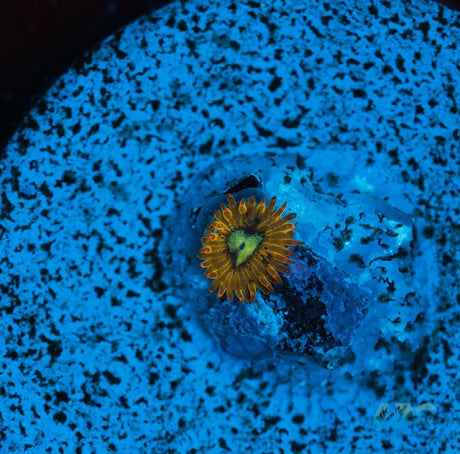 Pikachu Zoa