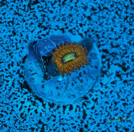 Pikachu Zoa