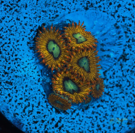 Pikachu Zoa