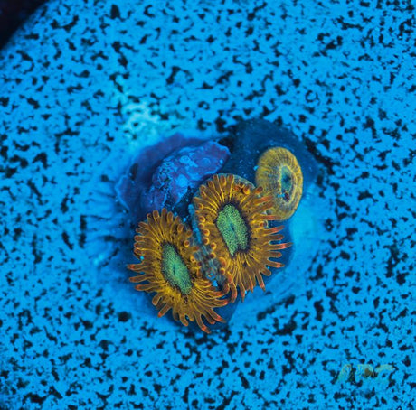 Pikachu Zoa