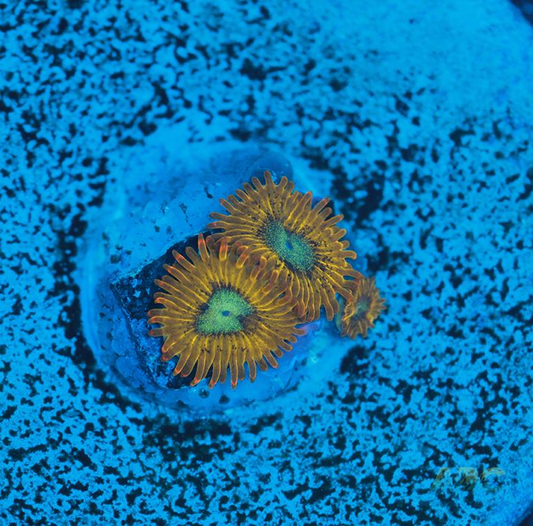 Pikachu Zoa