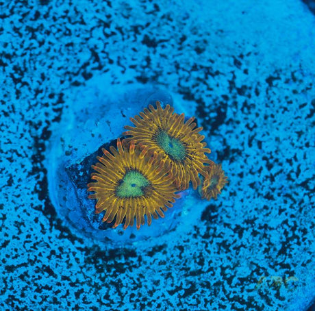 Pikachu Zoa