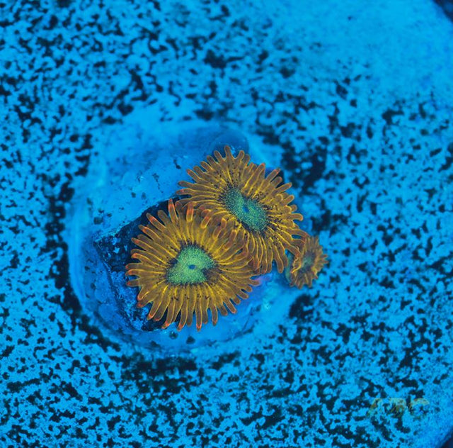 Pikachu Zoa