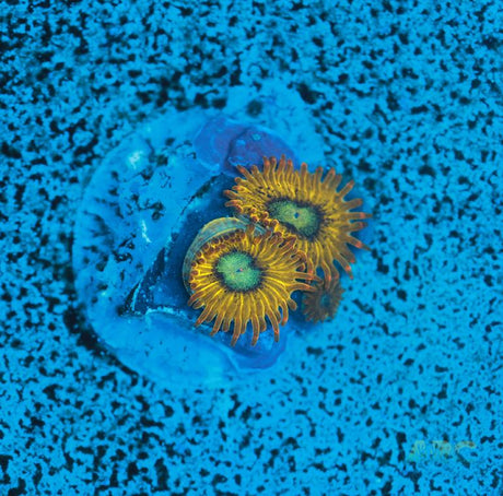 Pikachu Zoa