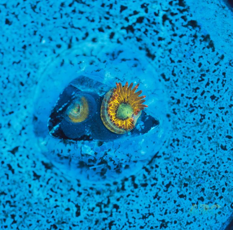 Pikachu Zoa