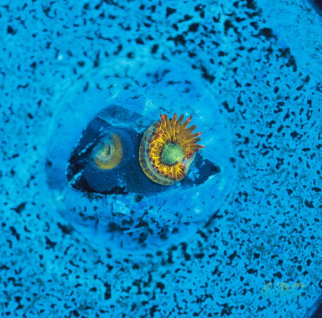 Pikachu Zoa