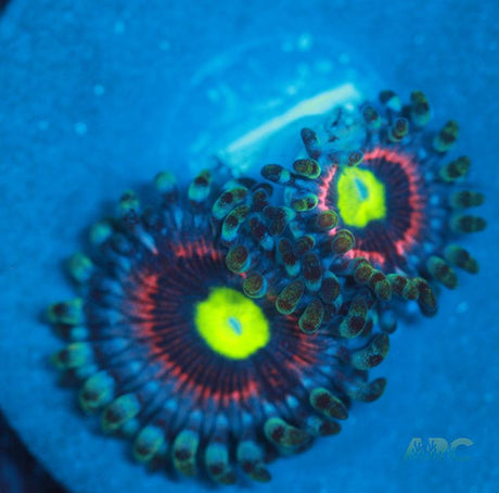 Pink Ring of Death