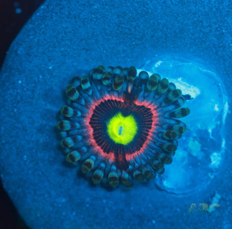 Pink Ring of Death