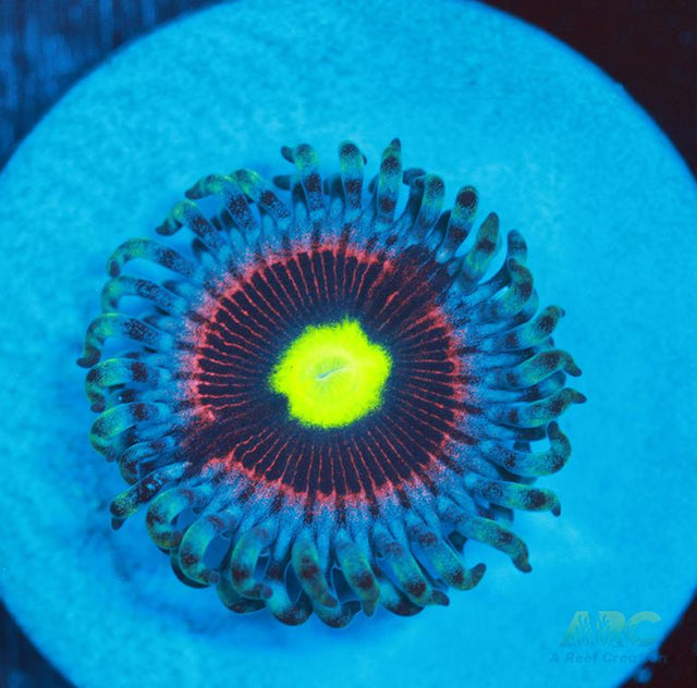 Pink Ring of Death