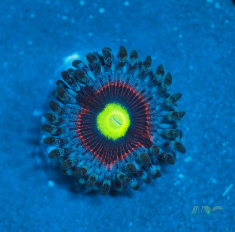 Pink Ring of Death