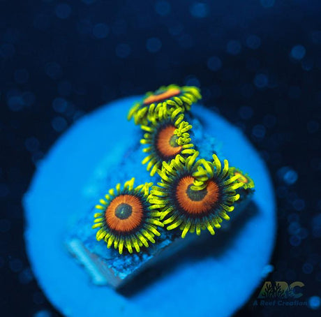 Long Lash Eagle Eyes