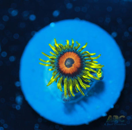 Long Lash Eagle Eyes