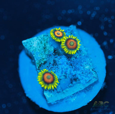 Long Lash Eagle Eyes