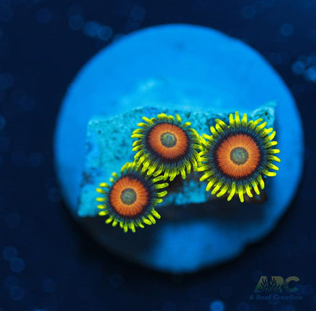 Long Lash Eagle Eyes