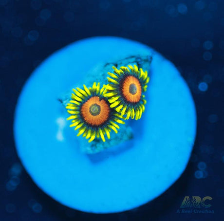 Long Lash Eagle Eyes