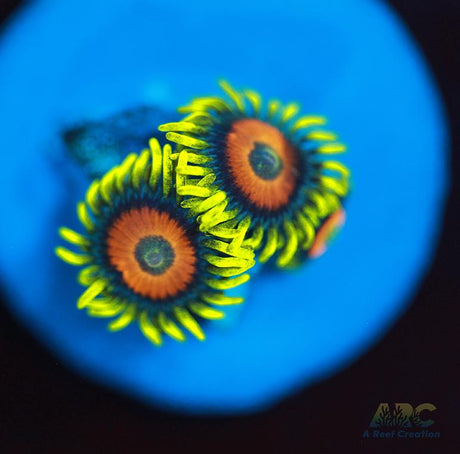 Long Lash Eagle Eyes