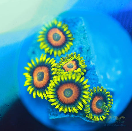 Long Lash Eagle Eyes