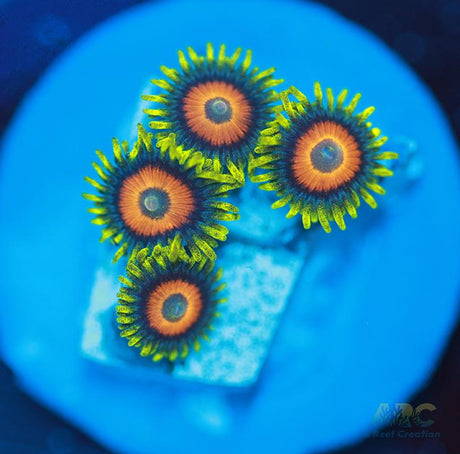 Long Lash Eagle Eyes