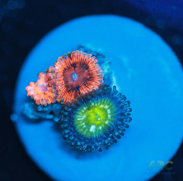 Frozen Apples El Corazon Combo