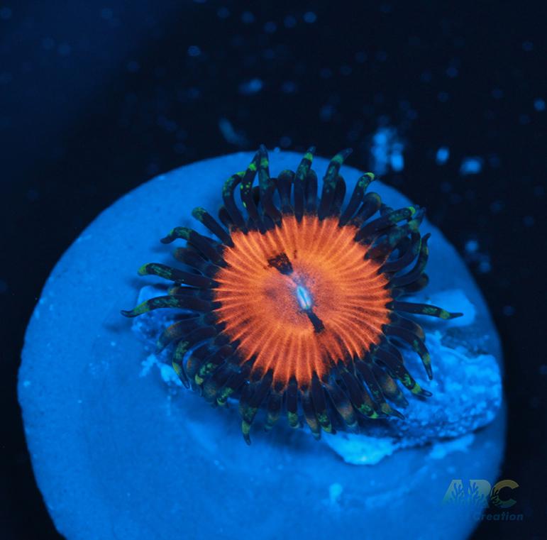 WWC Bloodsuckers A Reef Creation wwc-bloodsuckers-a-reef-creation
