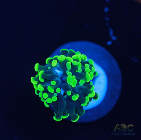 Salty's Torch
