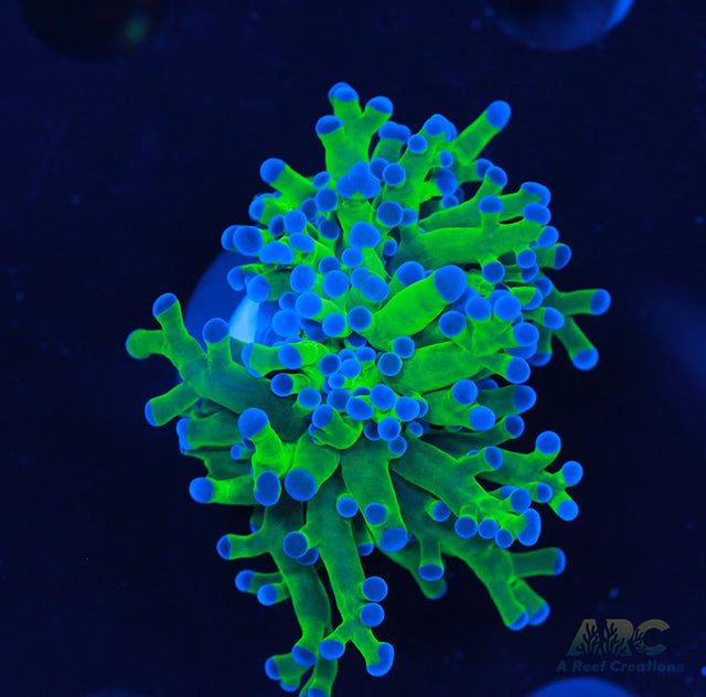 Bicolor Branching Frogspawn